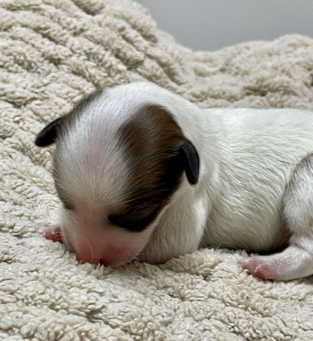 Sapfir iz Tsarskogo Sela V