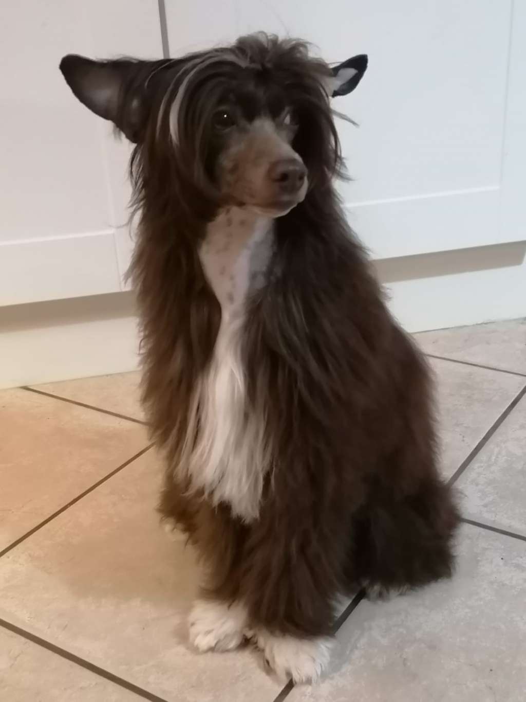 My Luxurx Crested Dog's Favorite Boy