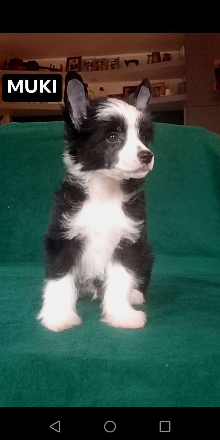 MUKI Romantico Reggae