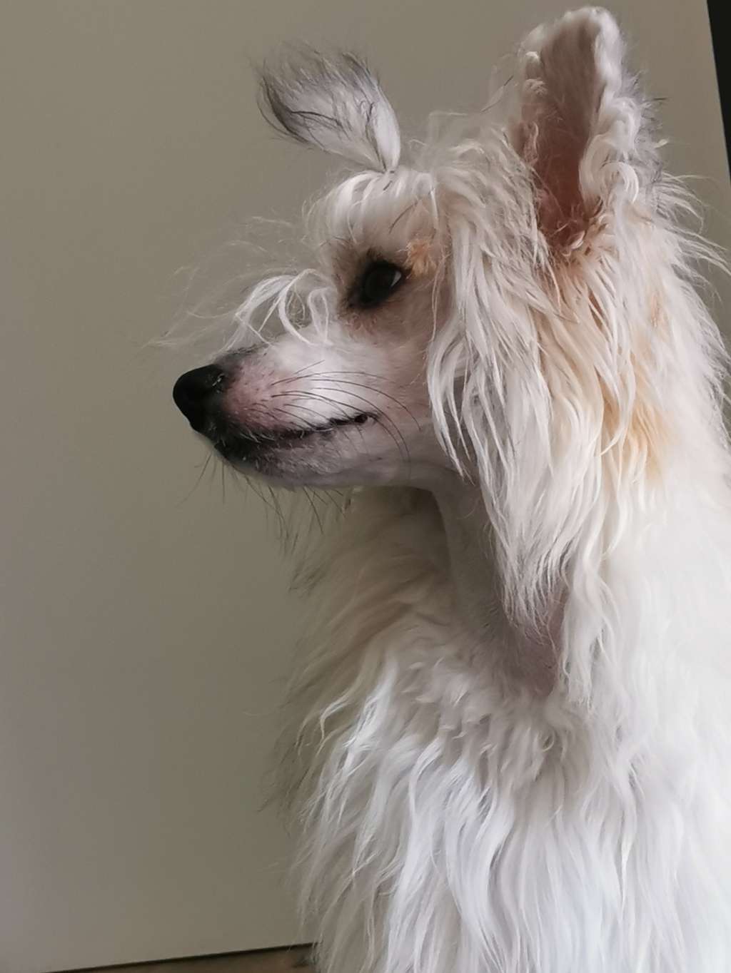 Kameleondogs Kennel Uria