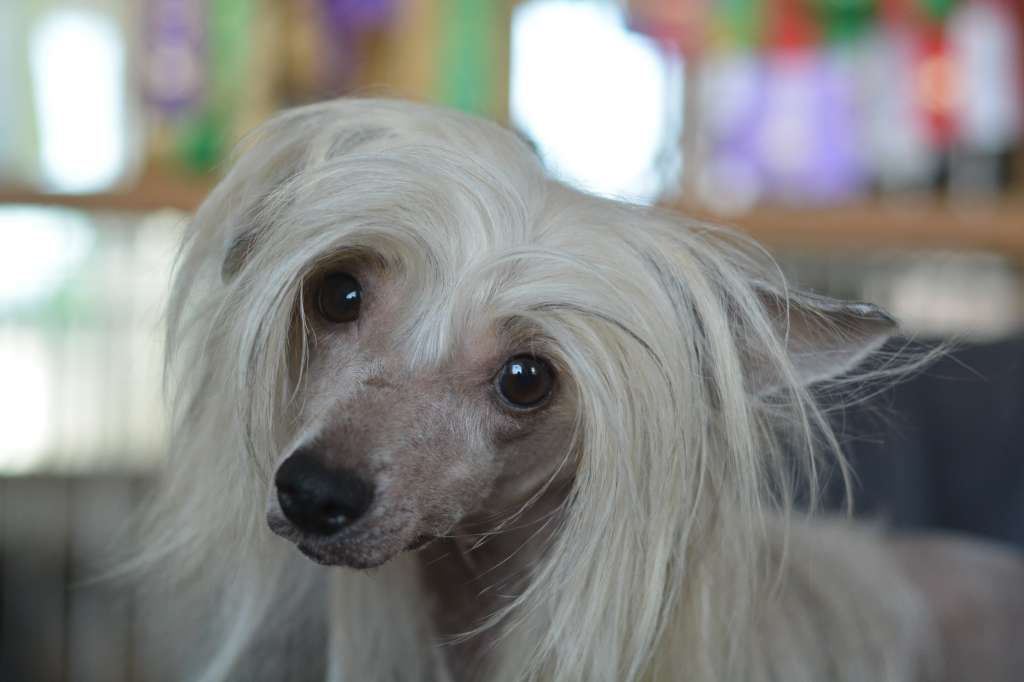 Smedbys Yippie Ya Yo Ya Yeah