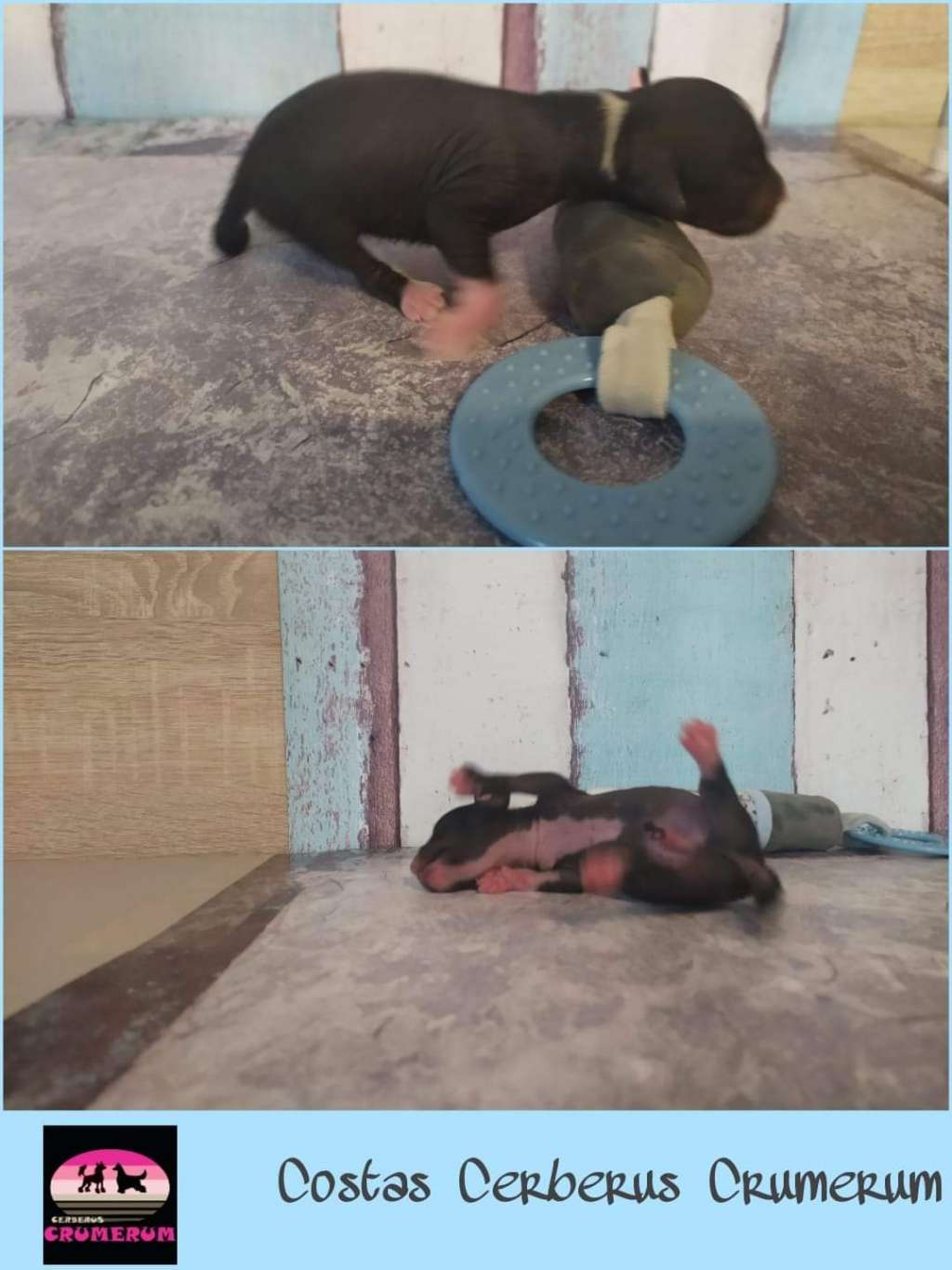 Costas Cerberus Crumerum