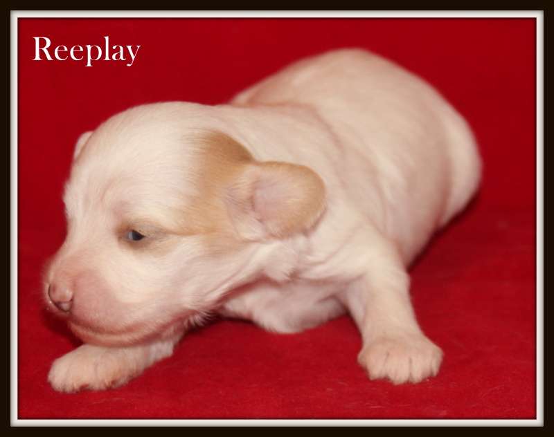 Reeplay du Pavé de Varennes