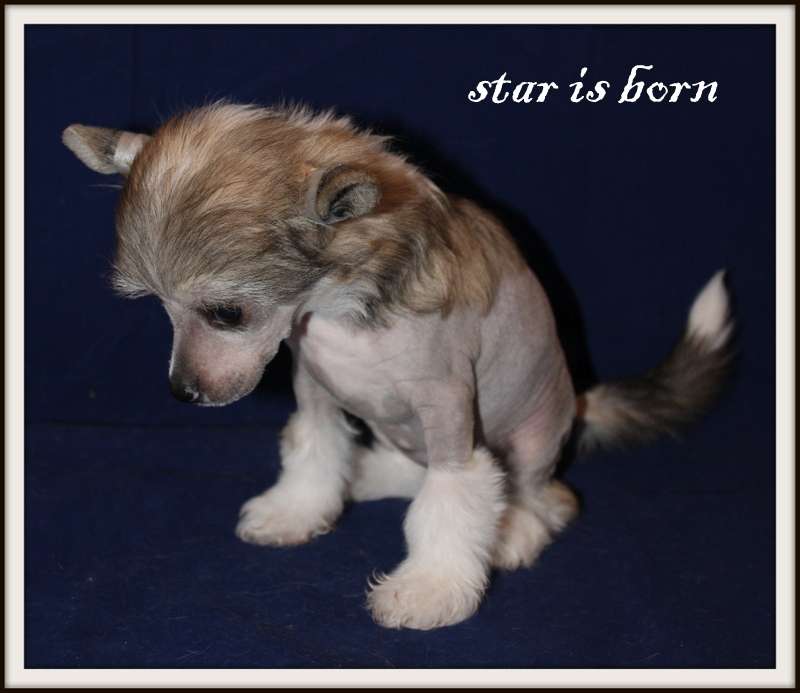 Star is Born du Pavé de Varennnes