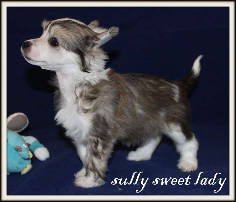 Sully Sweet Lady du Pavé de Varennes