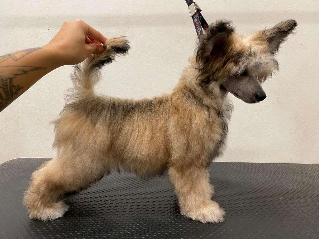 Ensidias The Full Fantasy