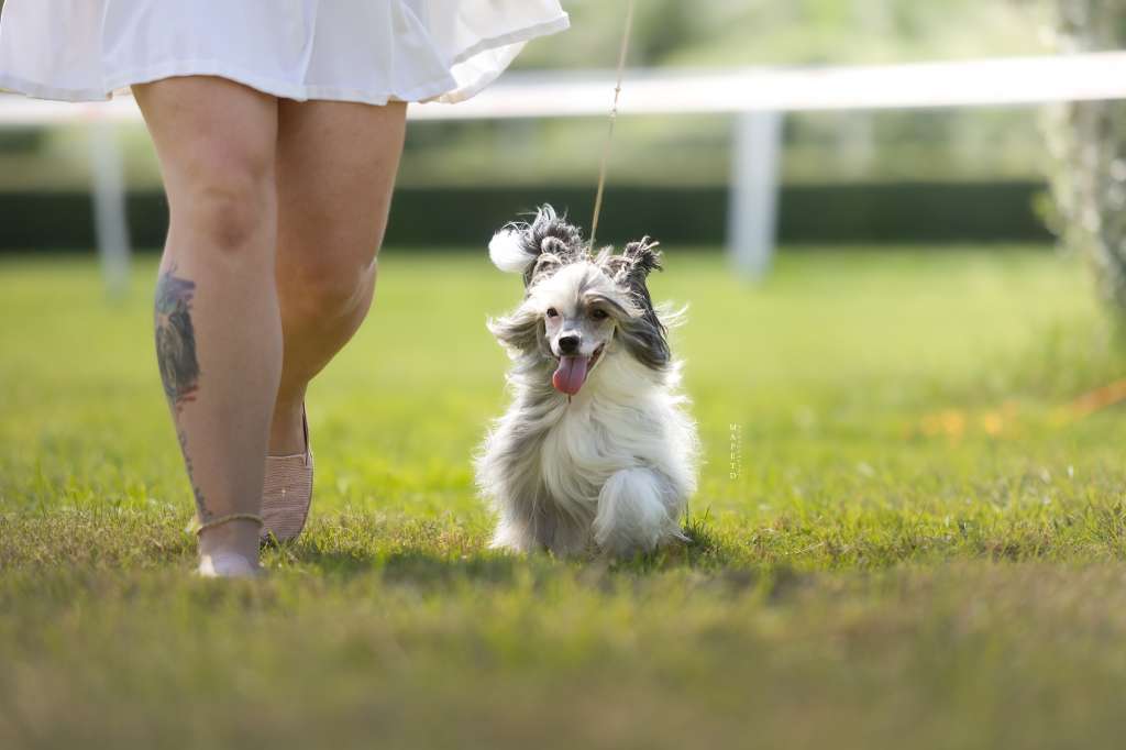 C.I.B.J.Kranar Arabeska