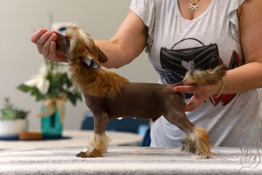 I'm Your Bijou Olyuti