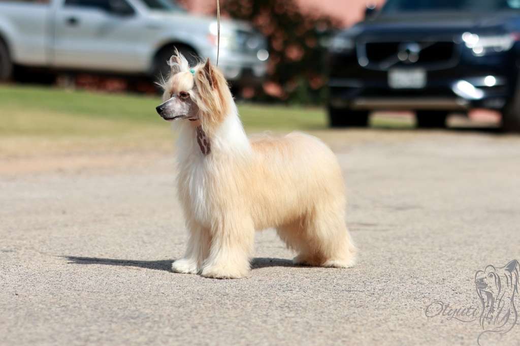 I'm Your Spark Olyuti