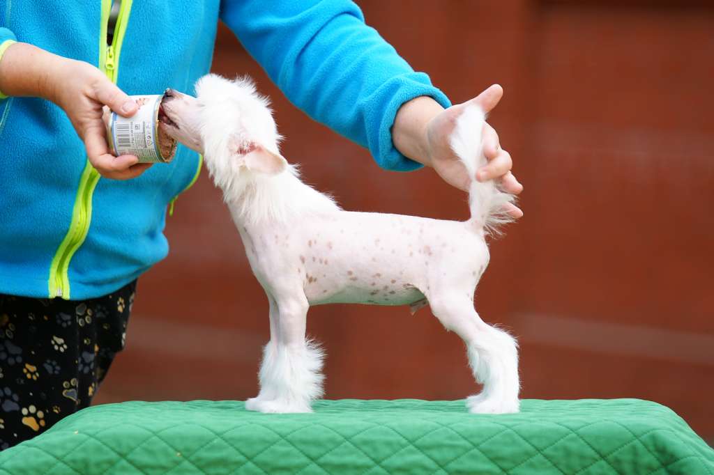 Incanto Del Mondo Stealth