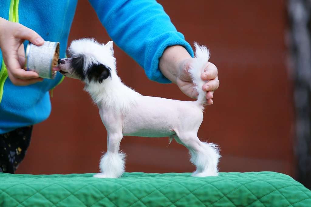 Incanto Del Mondo Snoopy