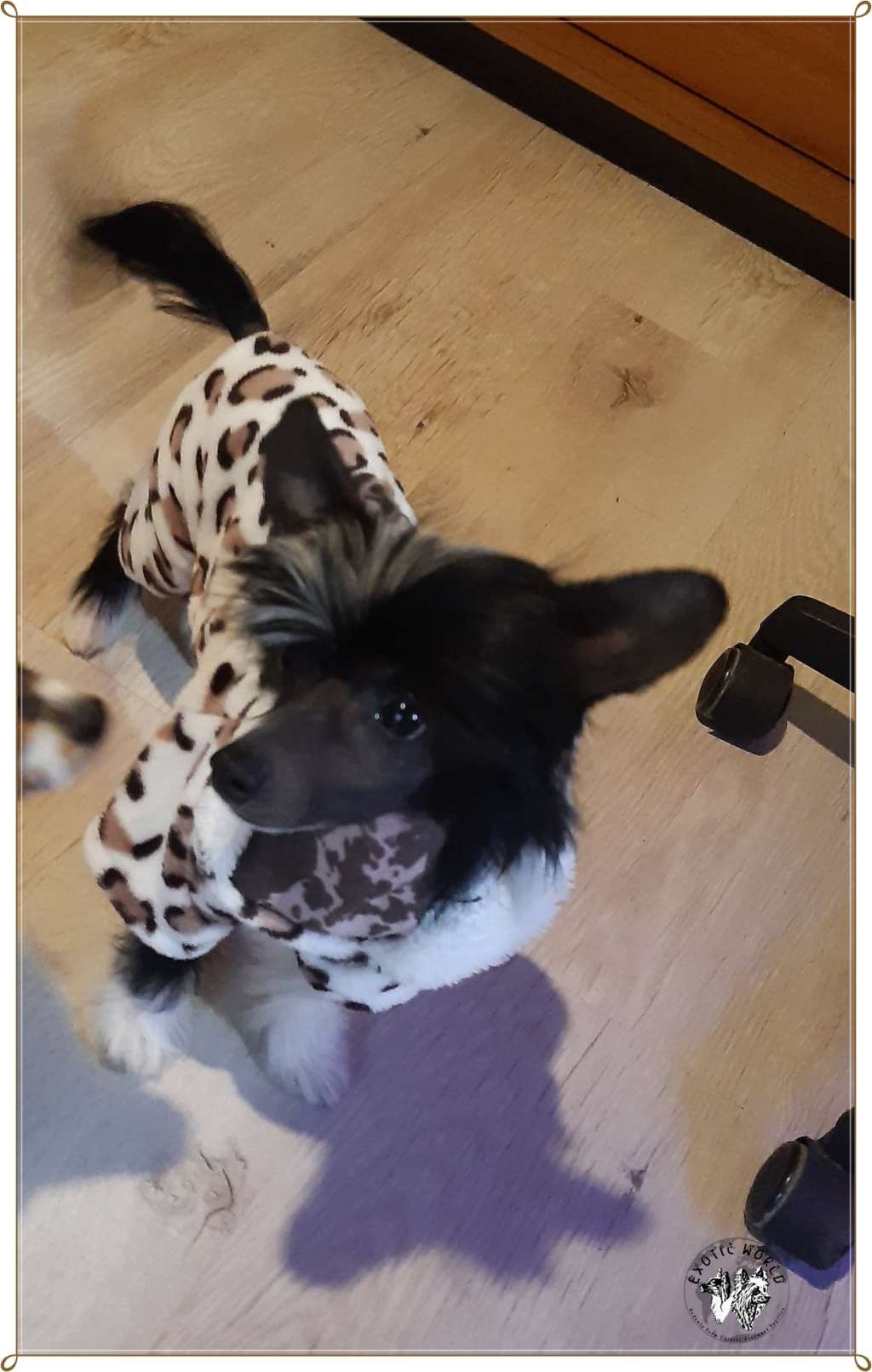 Diuna Exotic World FCI