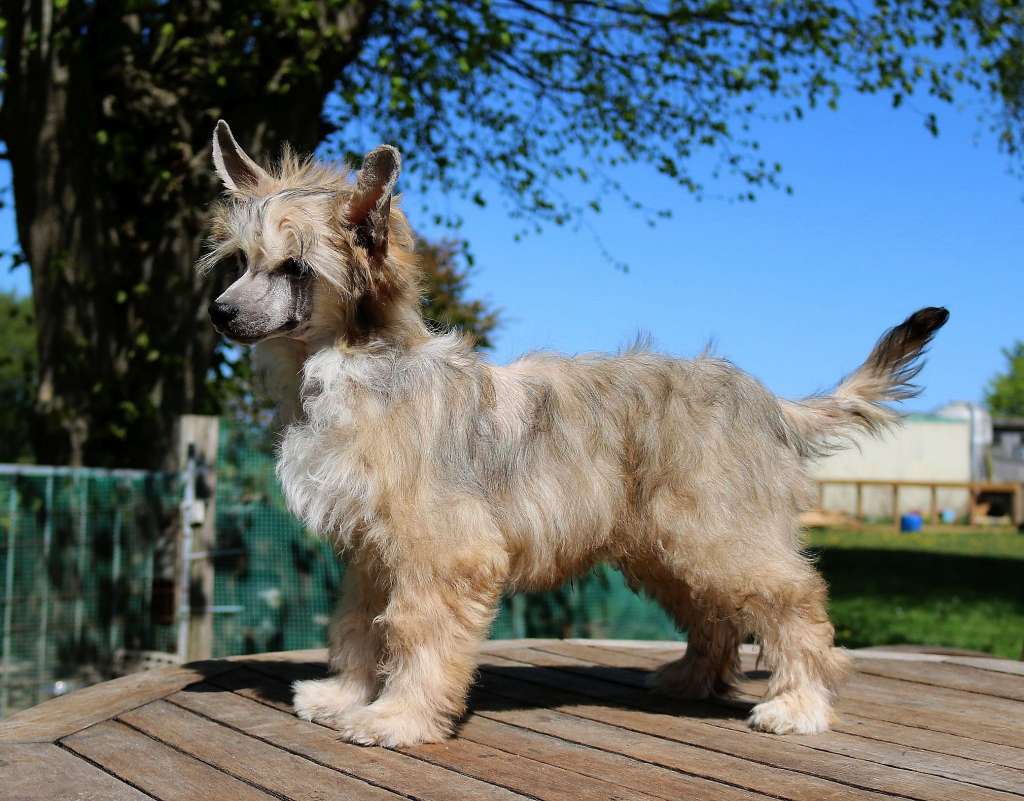 Be My Dog's Furball Present