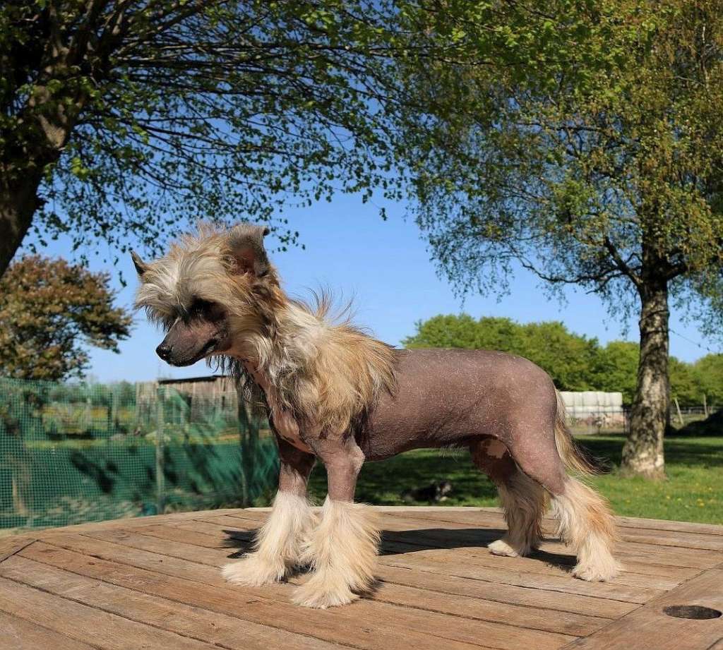 Be My Dog's Fancy A Nibble