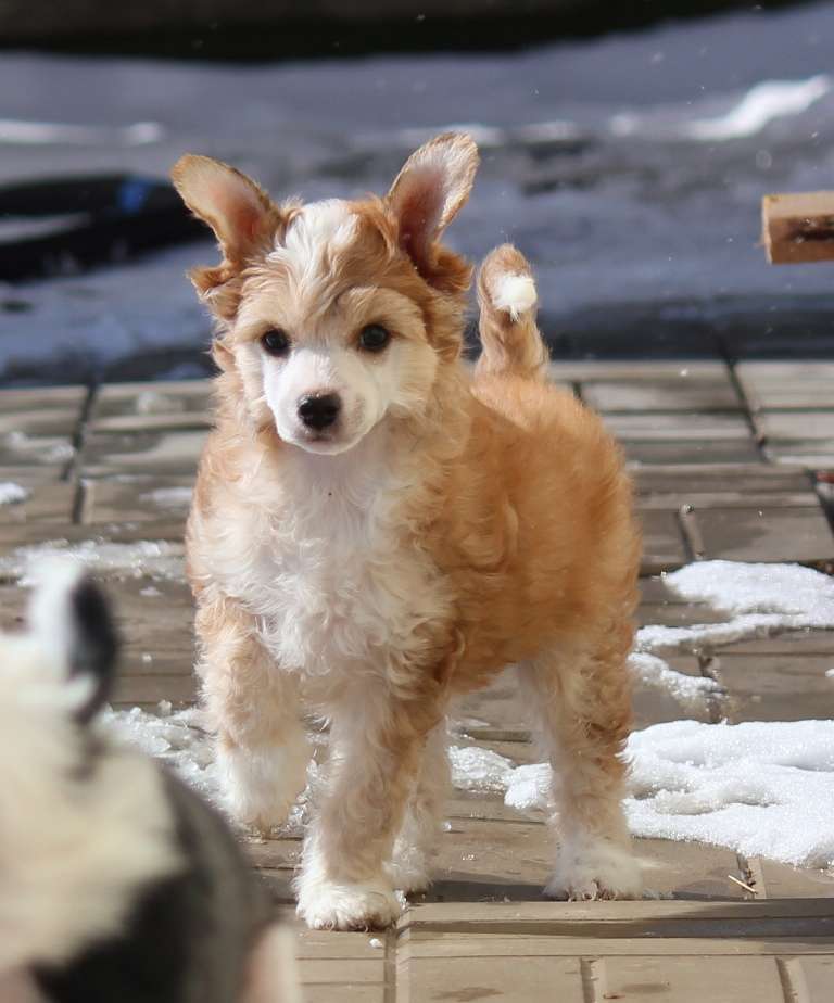 Gioconda by Rapha dlya Liris