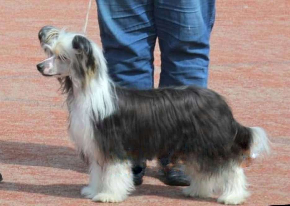 Black-Diva's Hot Summer Smoke Creek