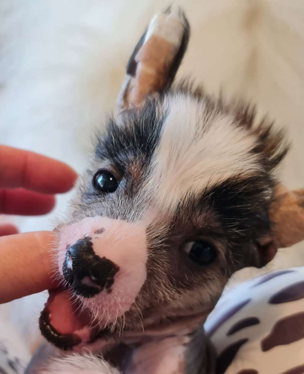 Aqua Lion's Fenrisulven Elli's 3.