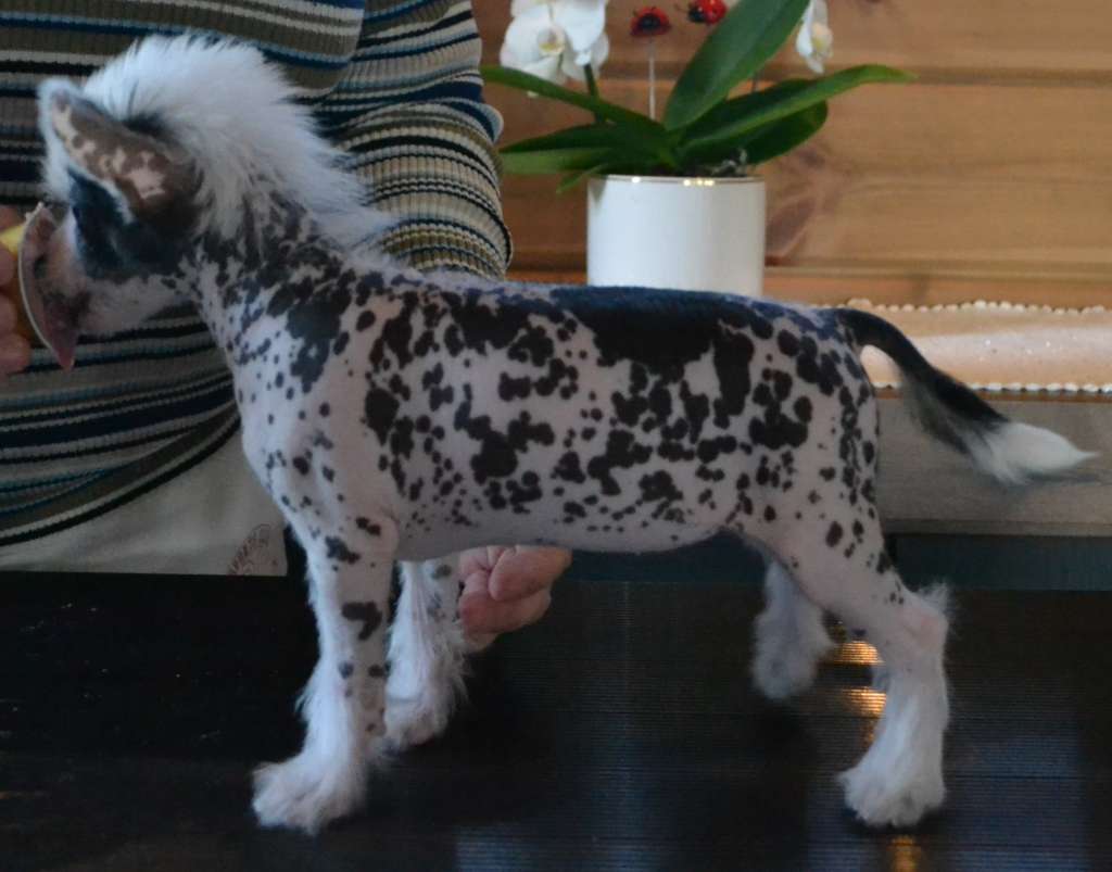 Aqua Lion's Sela Elli's 1