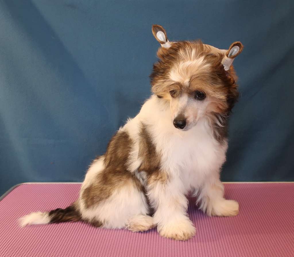 Sapfir iz Tsarskogo Sela Gordey