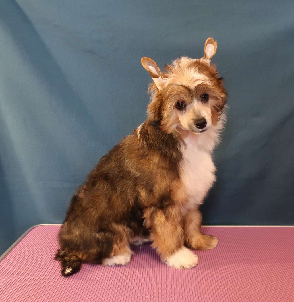 Sapfir iz Tsarskogo Sela Gorus