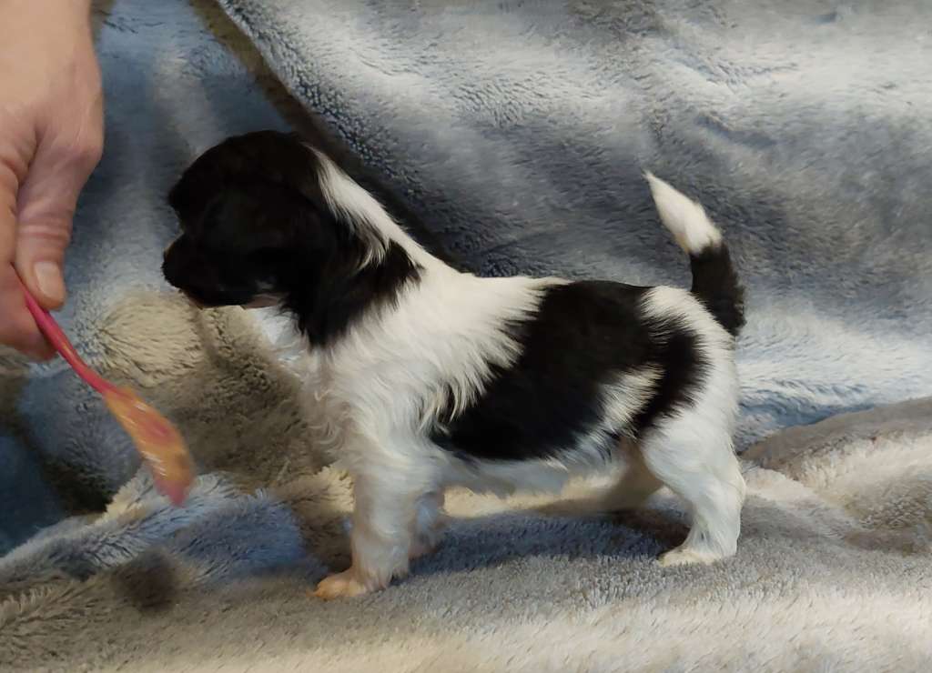 ChinoPata's Sticky Licky Tosca