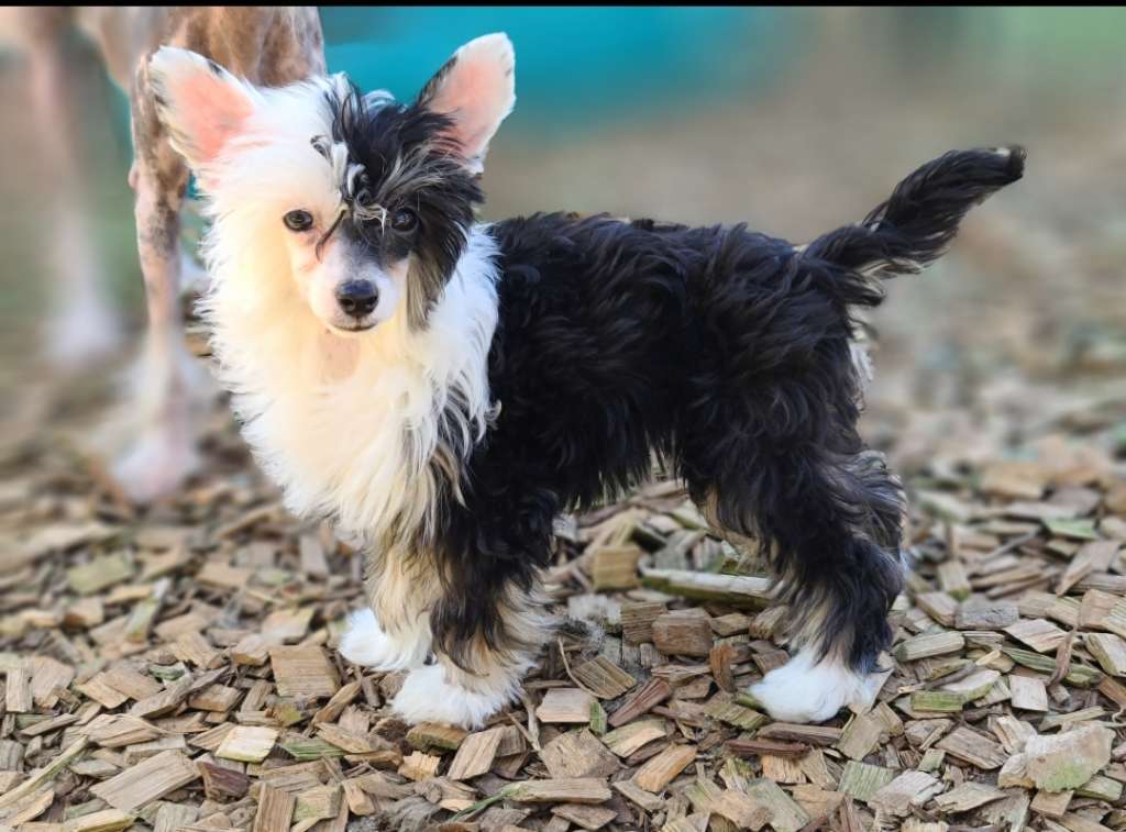 Long Haul's Twisted Kisser