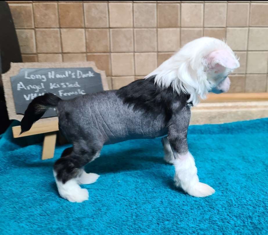 Long Haul's Dark Angel Kissed