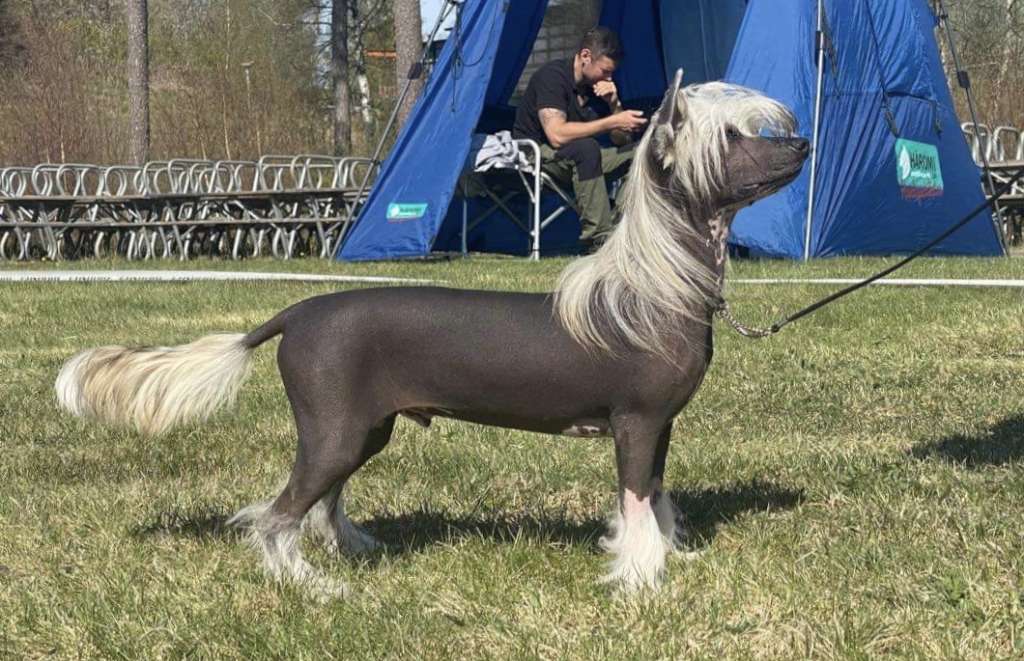 Nomilas Purple Stain