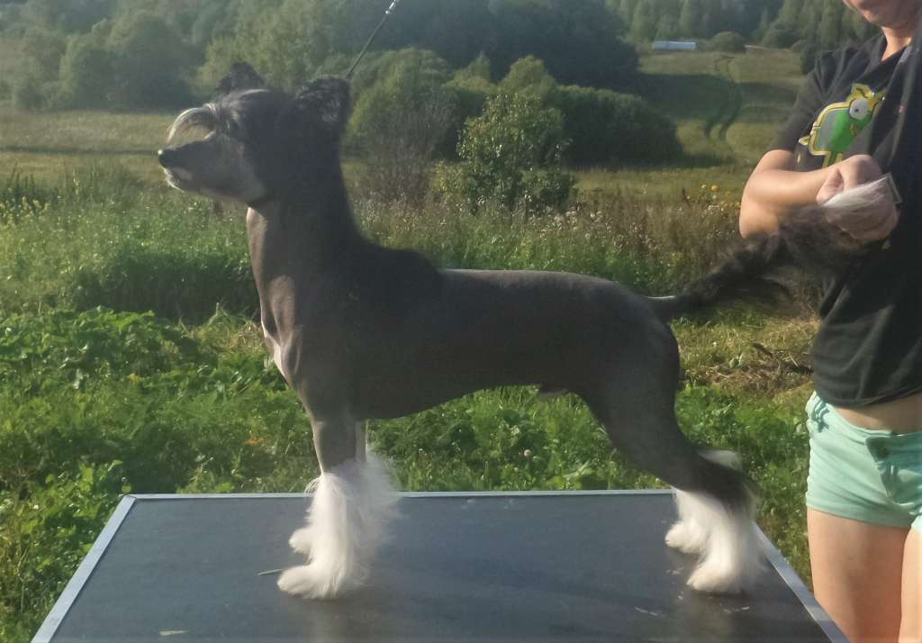 Miniatura Club  Nargiz