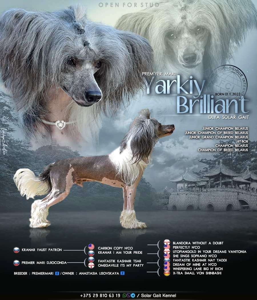 Premier Mari Yarkiy Brilliant Dlya Solar Gait