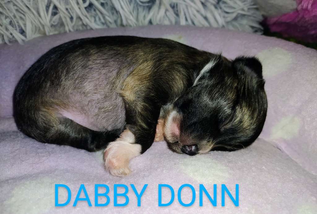 Dabby Donn Haneli Nice