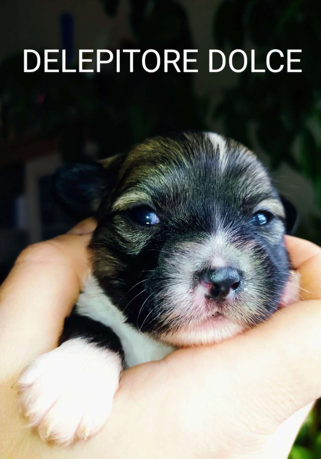 Delepitore Dolce Haneli Nice