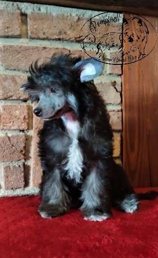 Havana Jess Pompinell'