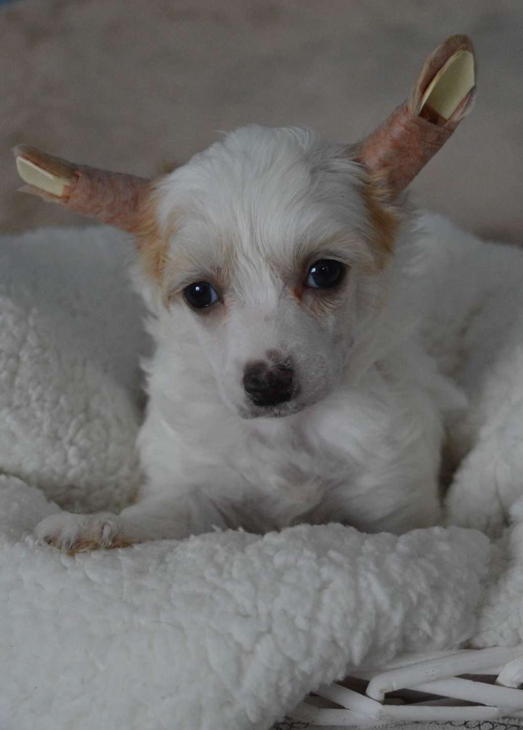 Magnus Staff Lolli Pop