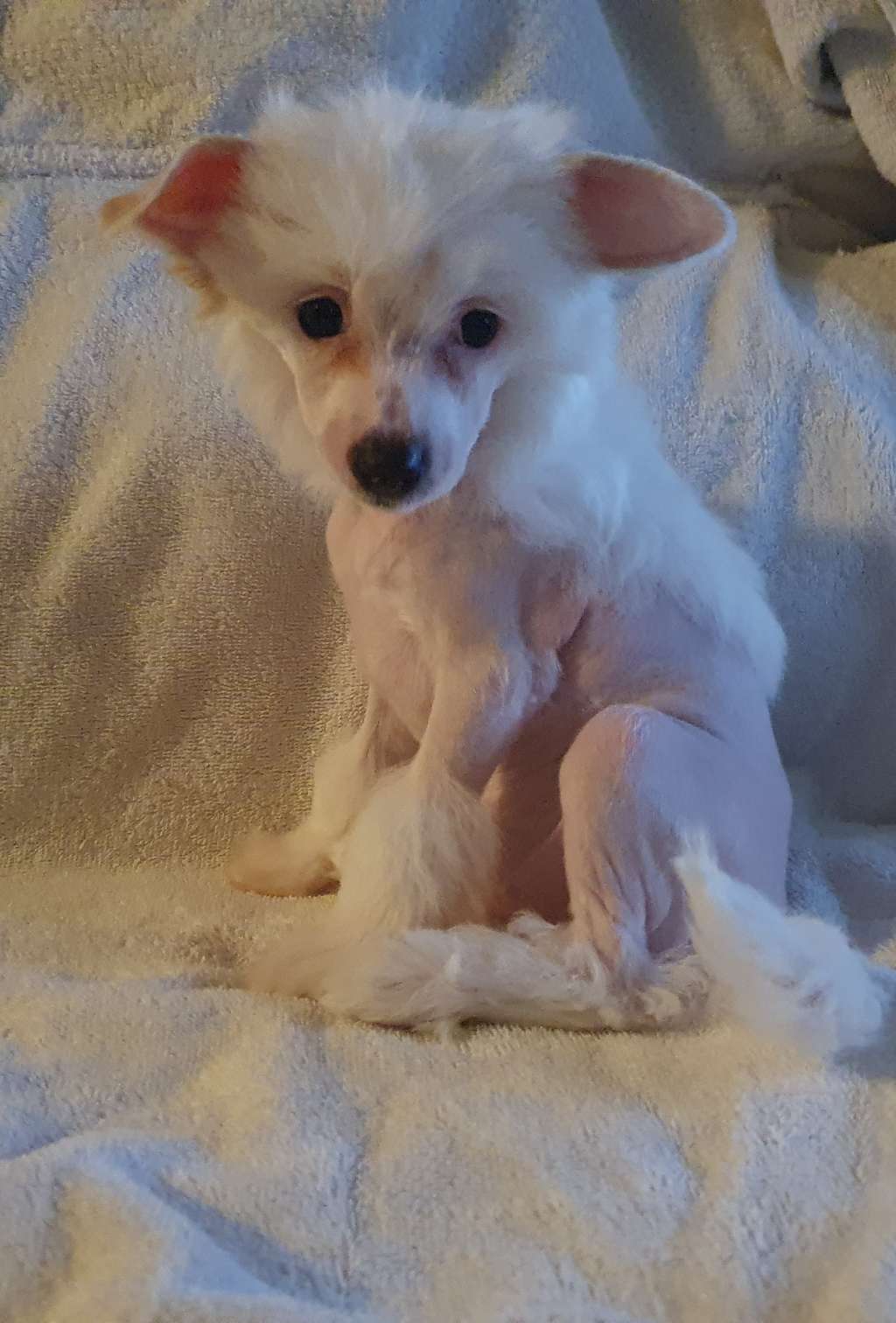 Proud ear's Cleodette