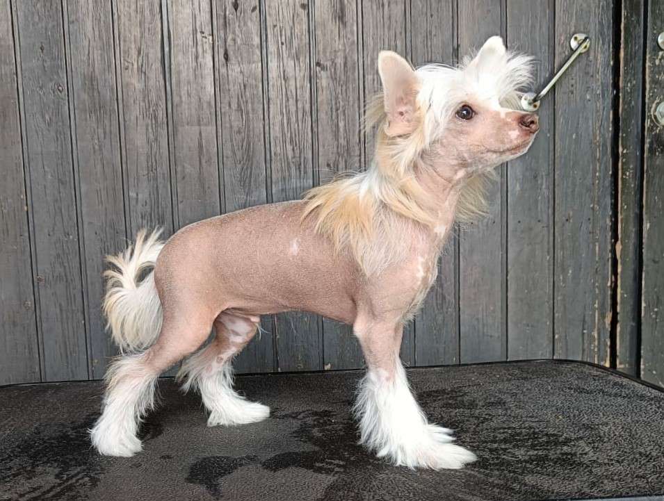 Timanttiliigan Castor