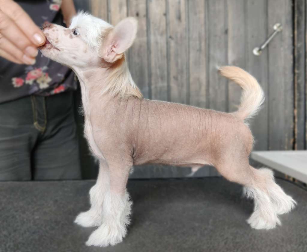 Timanttiliigan Sirius