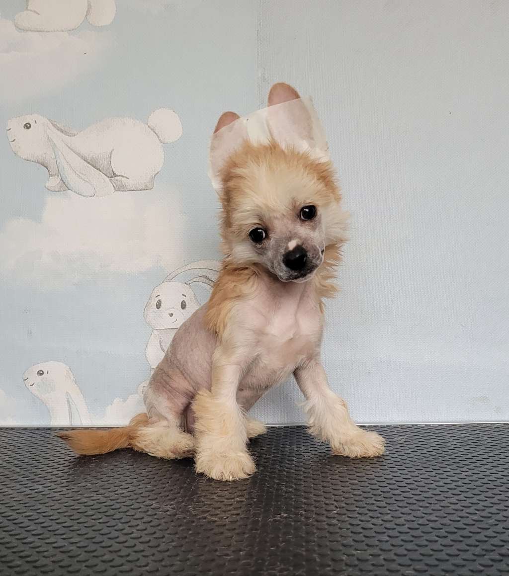 Apriori Vip Bamboleyla