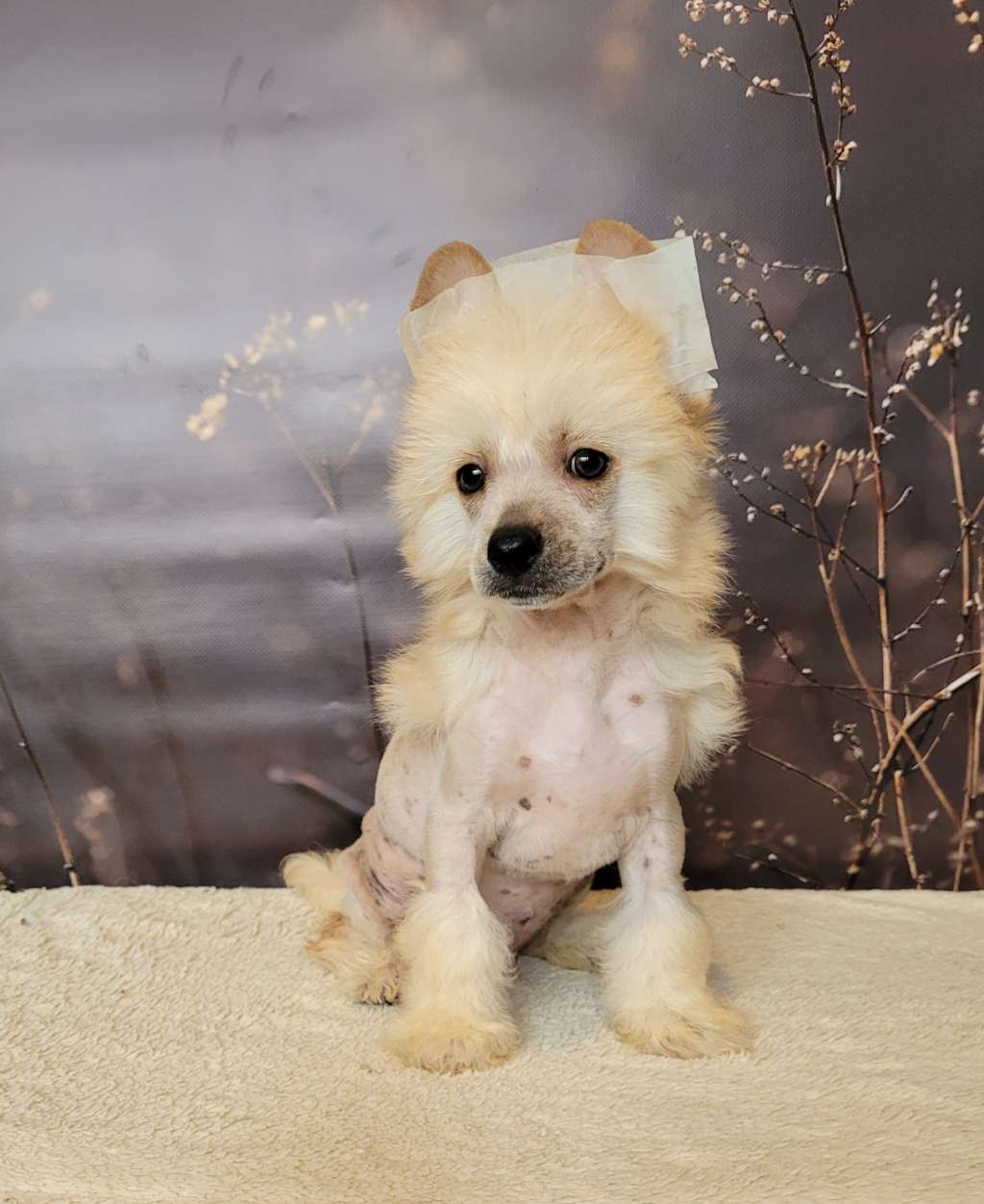 Apriori Vip Belvedere