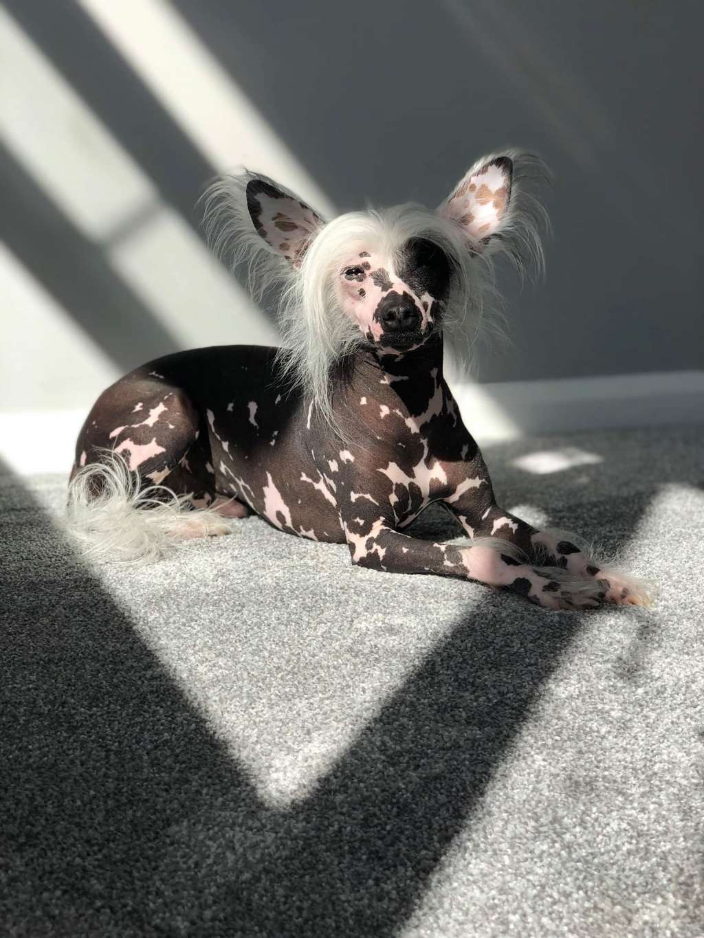 Lospoochinos Stefan Soars