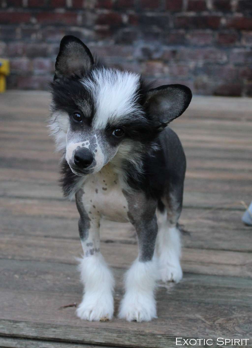 Exotic Spirit Triple XXX