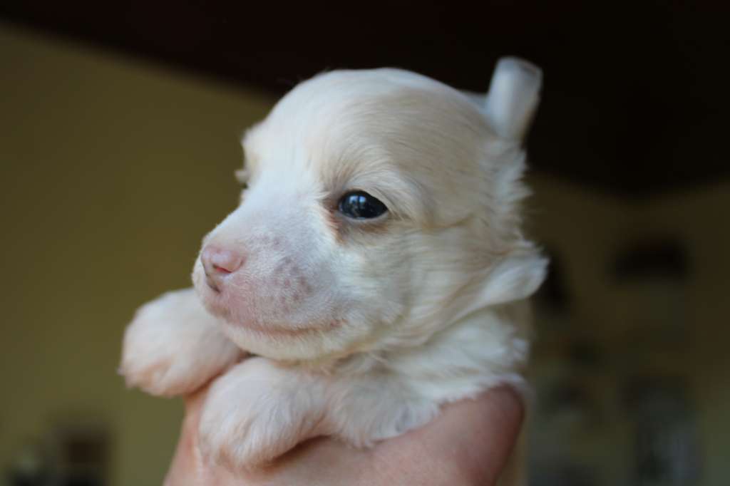 Takin des Trésors des Petites Collines