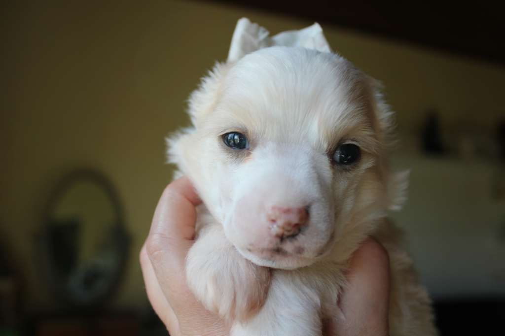 Totem des Trésors des Petites Collines