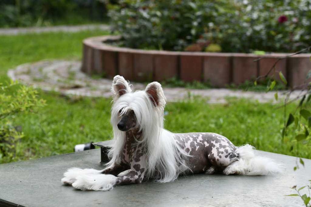 HitLine Ltd Perfection Queen