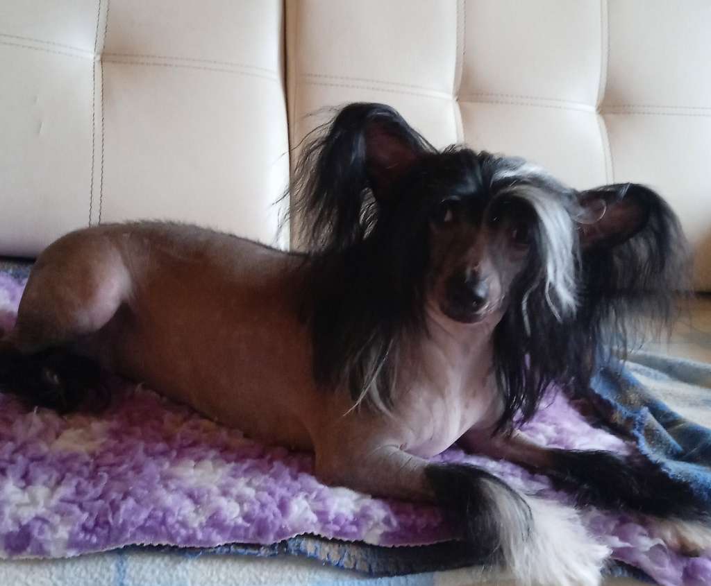 Elance Louange Legacy Polar Shane