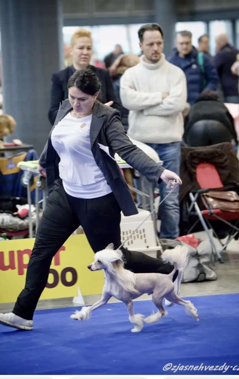 Victory's Laurel If I Was President