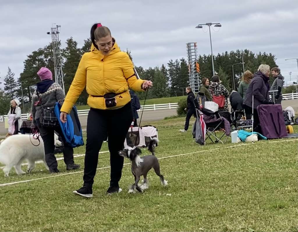 Finhani Magic Mistletoe tea