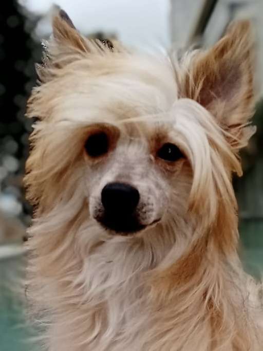 Goldeneye Of CayoCarpo