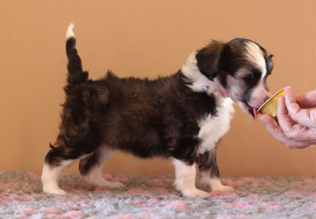 Artic Flyer's Fairytale