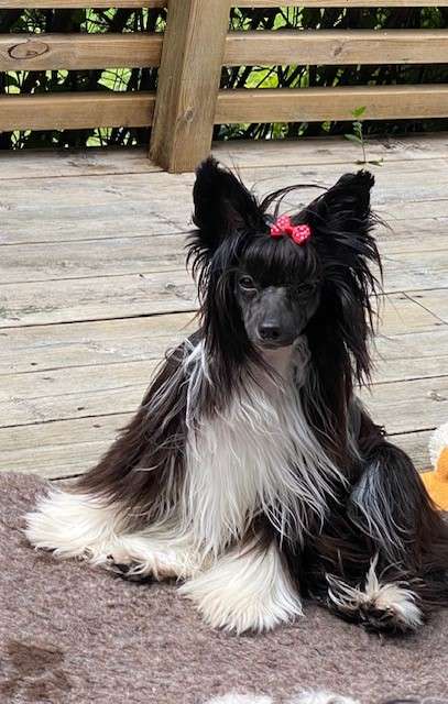 Chinese Flowers Everlasting Love